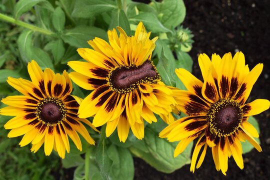 Interesting flower of rudbeckia - example of fasciation in plants