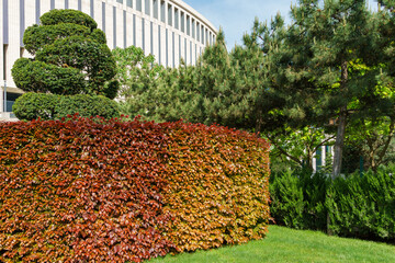New red and orange leaves of European Purple beech (Fagus sylvatica purpurea). Hedge of the Copper...