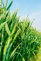 Wheatear and wheat field under blue sky