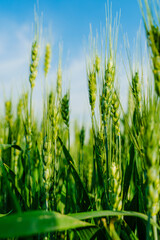 Wheatear and wheat field under blue sky