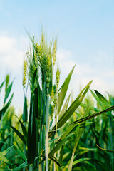 Wheatear and wheat field under blue sky