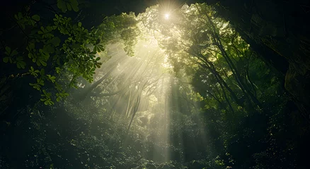 Fototapete Hotel The forest at the bottom of the cave, the light of the sun above.  © LK 