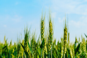 Wheatear and wheat field under blue sky