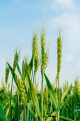 Wheatear and wheat field under blue sky