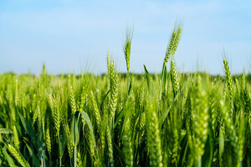 Obraz premium Wheatear and wheat field under blue sky
