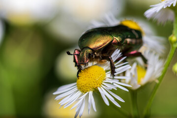 Rosenkäfer
