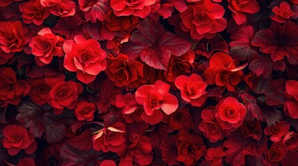 Fototapeta premium Abstract red foliage background of begonias