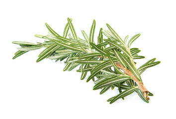 Fresh Rosemary  isolated on white background.  Spice fresh  closeup.