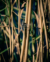 A dragonfly resting its wings on a cane stick
