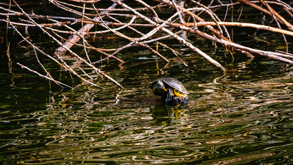 A turtle sitting in the sun on a log