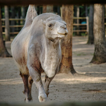 A camel that lives quietly in captivity