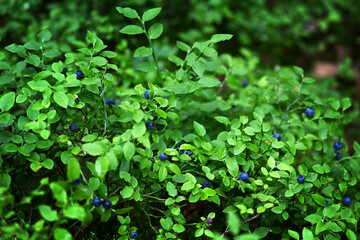Bush with wild blueberries