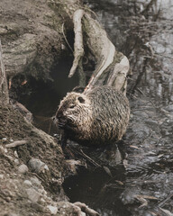 A nutria that sits on the root of a tree