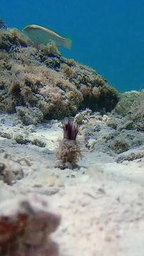 Witness the graceful dance of a Sea worm protruding from the tube underwater