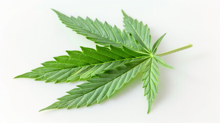 Single green marijuana cannabis leaf laying on white background