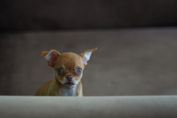 Small chihuahua