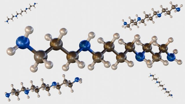 3D view of spermine: A polyamine molecule crucial for cell functions like stability, gene control, and cell death pathways.