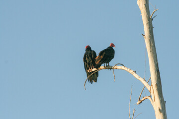 Cuba - Zapata Swamp National Park - Turkey vulture (Cathartes aura)