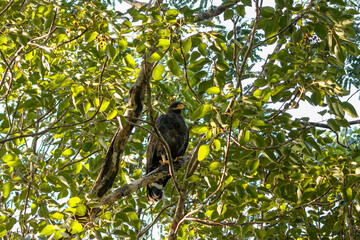 Cuba - Zapata Swamp National Park - Cuban black hawk (Buteogallus gundlachii)