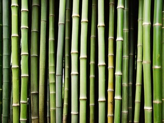 Fototapeta premium background of the bamboo
