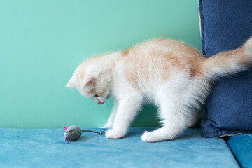Cute little white kitten playing with toy mouse on blue sofa at home