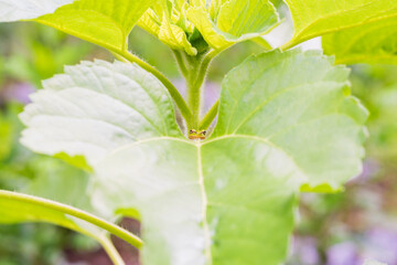 ヒマワリの葉の根元からひょっこりと顔を出すアマガエル
