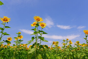 いかにも真夏らしい、さわやかな青空と、太陽に向かって咲き誇るヒマワリ