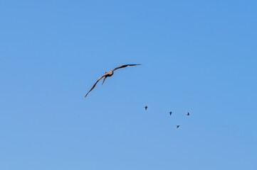 Bird of prey buzzard in the sky.