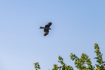 Bird of prey buzzard in the sky.