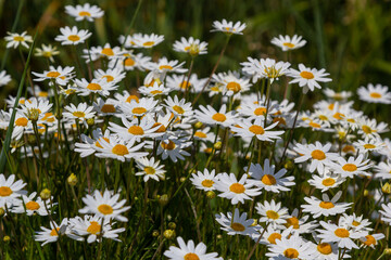 Fototapeta premium Wild daisy flowers growing on meadow, white chamomiles. Oxeye daisy, Leucanthemum vulgare, Daisies, Dox-eye, Common daisy, Dog daisy, Gardening concept