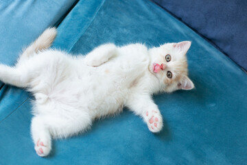 Cute little white kitten lying on back on pink plaid at home and licks  looking at camera