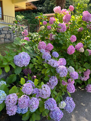 Beautiful hydrangea with inflorescences and green leaves in a Country Cottage Garden. Pink and purple petals hydrangea serrata flower, close up. Selective focus. Background for greeting card.