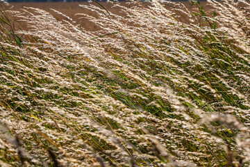 Meadow grass meadow with the tops of stele panicles. Poa pratensis green meadow european grass