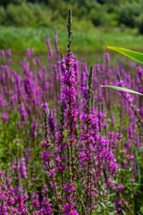 Purple loosestrife Lythrum salicaria inflorescence. Flower spike of plant in the family Lythraceae,...
