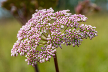 inflorescence of Pimpinella saxifraga or burnet-saxifrage solid stem burnet saxifrage lesser burnet