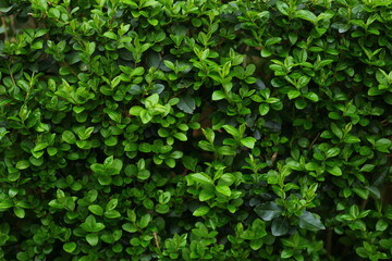 green wall