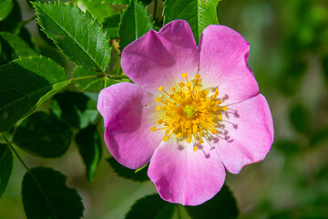 Dog rose, Rosa canina, is an important medicinal plant with pink or white flowers and is used in...