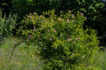 Dog rose, Rosa canina, is an important medicinal plant with pink or white flowers and is used in...