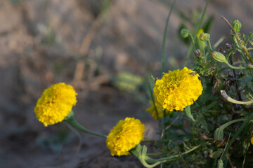 Yellow marigold flowers in bloom