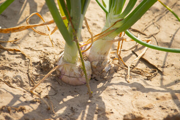 Onions growing in sandy soil