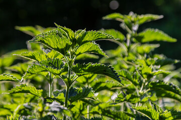 Urtica dioica or stinging nettle, in the garden. Stinging nettle, a medicinal plant that is used as a bleeding, diuretic, antipyretic, wound healing, antirheumatic agent