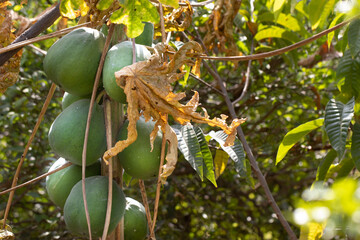 Close-Up of Green Papayas Growing On a Tree in Sunlight