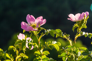 Dog rose, Rosa canina, is an important medicinal plant with pink or white flowers and is used in medicine. It is a wild rose and has red rosehip fruits in the fall