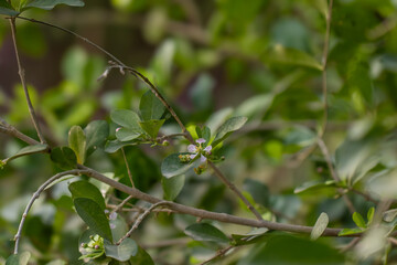 Close-Up of Green Leaves and Purple chery Flowers on a Branch