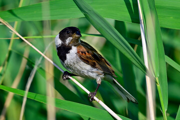 male Reed Bunting // Rohrammer - Männchen (Emberiza schoeniclus)