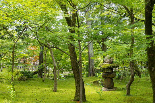 tree in the japanese garden