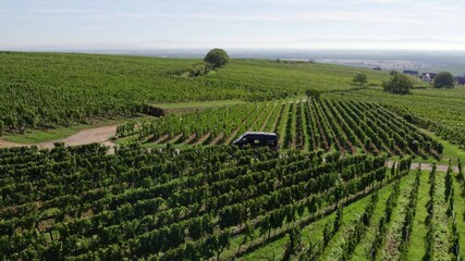 Aerial view of lush vineyard fields with camper van, Eguisheim, France.
