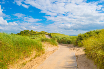 Fototapeta premium Grassy sandy dunes along sand beach and sea in a blue cloudy sky in bright sunlight in summer, Walcheren, Zeeland, the Netherlands, July, 2024