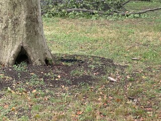 autumn leaves on the ground
