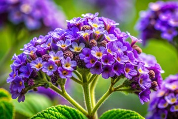 Obraz premium Vibrant purple heliotrope flowers with delicate, ruffled petals and intricate yellow centers showcased in stunning macro detail against a soft, blurred green background.